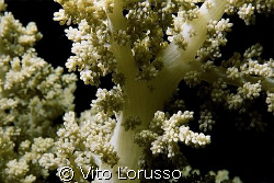 Corals - Lythophyton arboreum by Vito Lorusso 